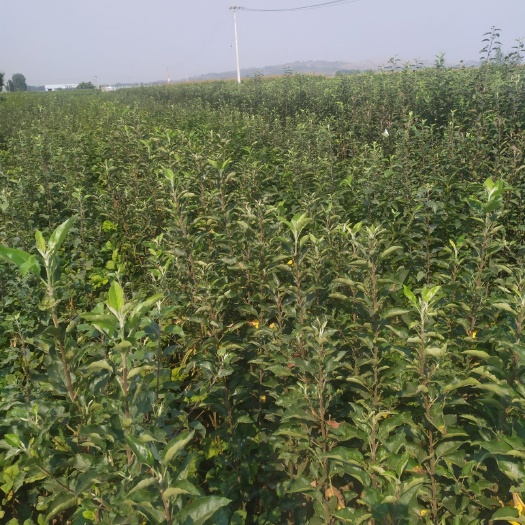 平邑县冰糖心苹果苗 山东种苗基地冰糖心苹果。各种果树苗