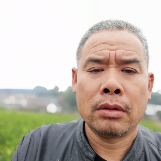 攸县油茶苗 大量供应，产地直发，优质货源，保证质量。