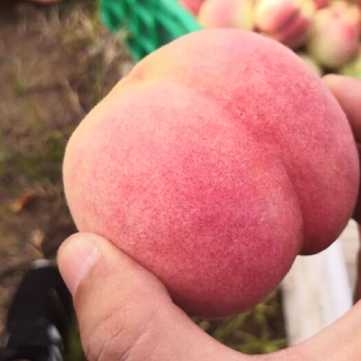莱西市映霜红蜜桃 甜到怀疑你的味蕾