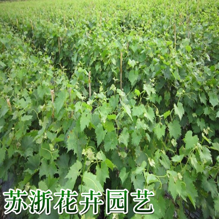  葡萄树苗地栽葡萄果树苗南方北方种植巨峰夏黑当年结果树苗葡萄苗