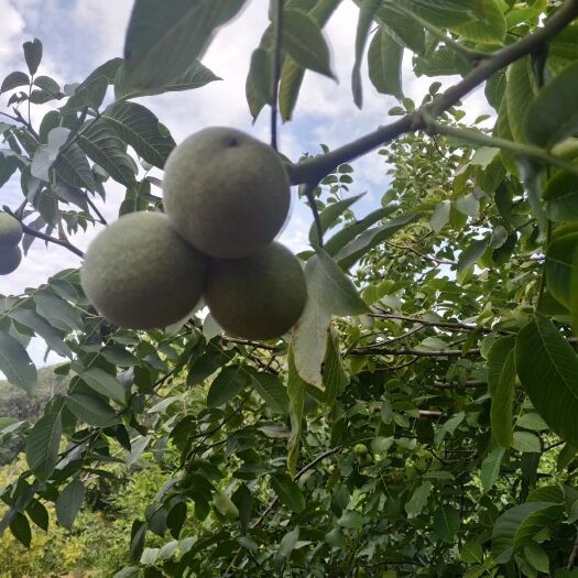 富平县 新鲜干核桃    核桃薄皮核桃