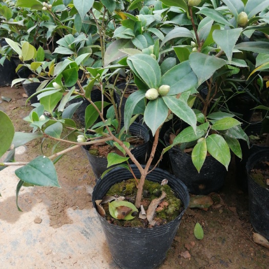 沭阳县 茶花四年苗，包对版六角大红，大红袍