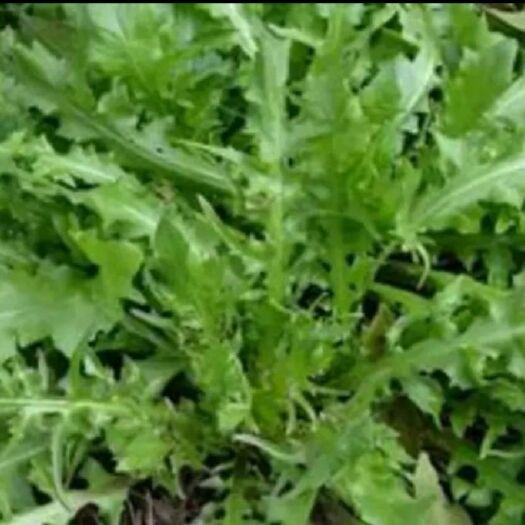 虞城县荠菜之乡大量供应鲜荠菜，菜种