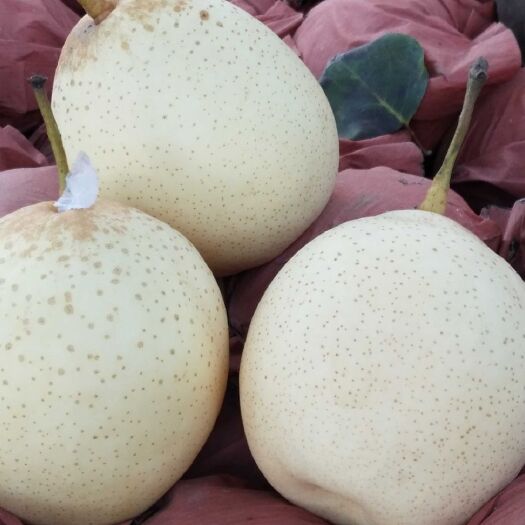 阳信县 阳信鸭梨甲天下，皮薄，肉多，无渣，无公害，甜度100分之99