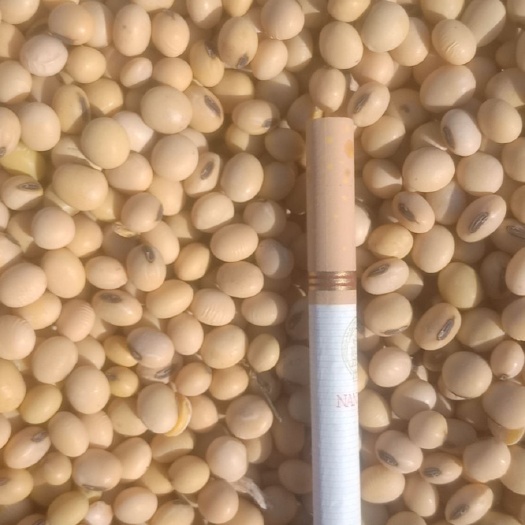 德州齐黄34黄豆 齐黄34大量现货上市