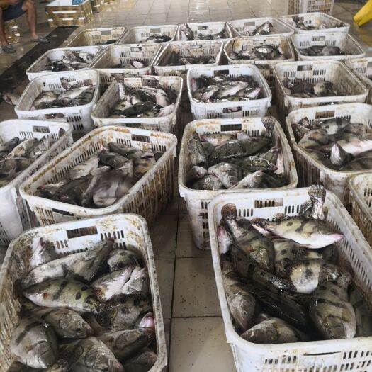 长沙翘嘴鳜 新鲜桂鱼