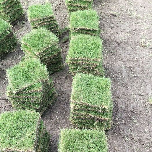 宾阳县马尼拉草皮