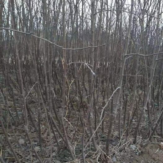 咸阳苹果树苗 供应苹果苗，瑞雪，烟富，