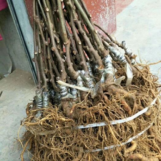 周至县红心猕猴桃苗 红阳嫁接苗