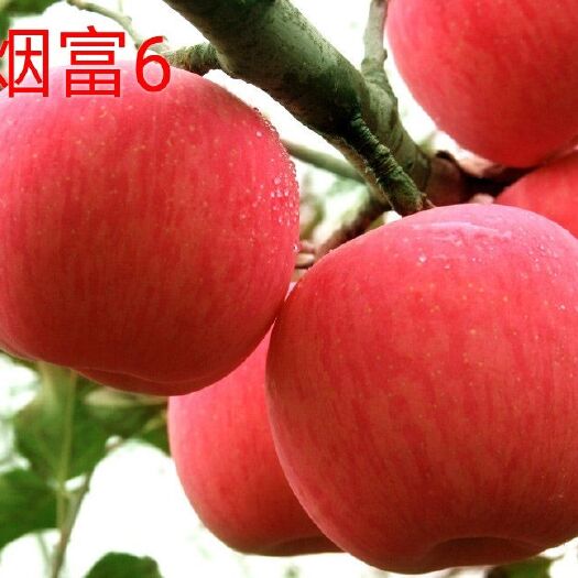 平邑县 精品烟富6号苹果树苗嫁接苗包品种质量包成活率包挂果 根系发