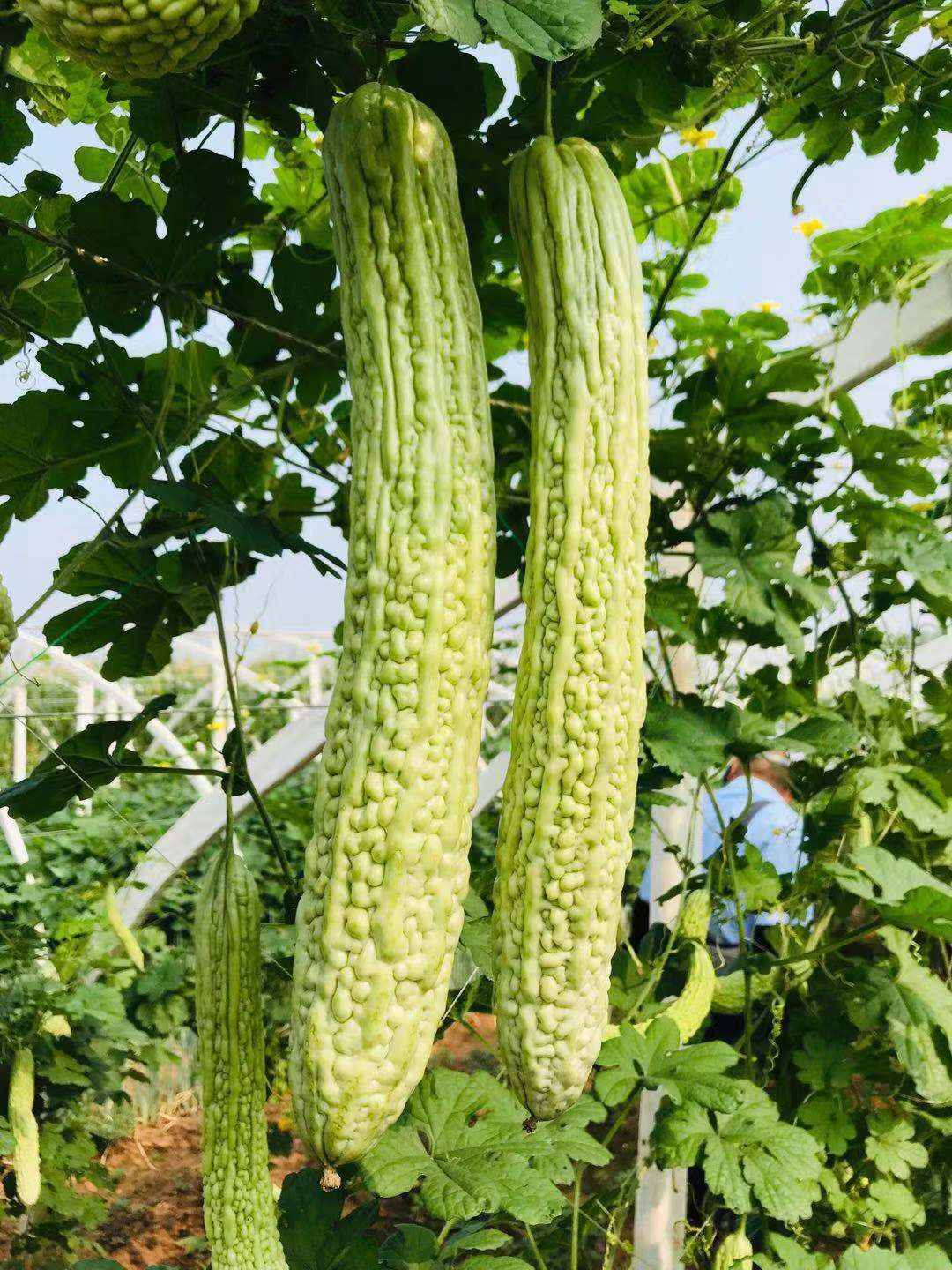 白玉苦瓜种子  苦瓜种子，种都高科！