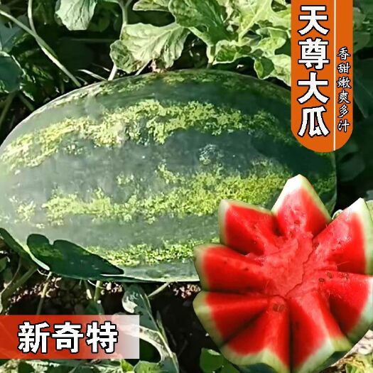 樟树市 特大西瓜种子大花皮抗病天尊高产大果瓤红质脆原装100克包邮