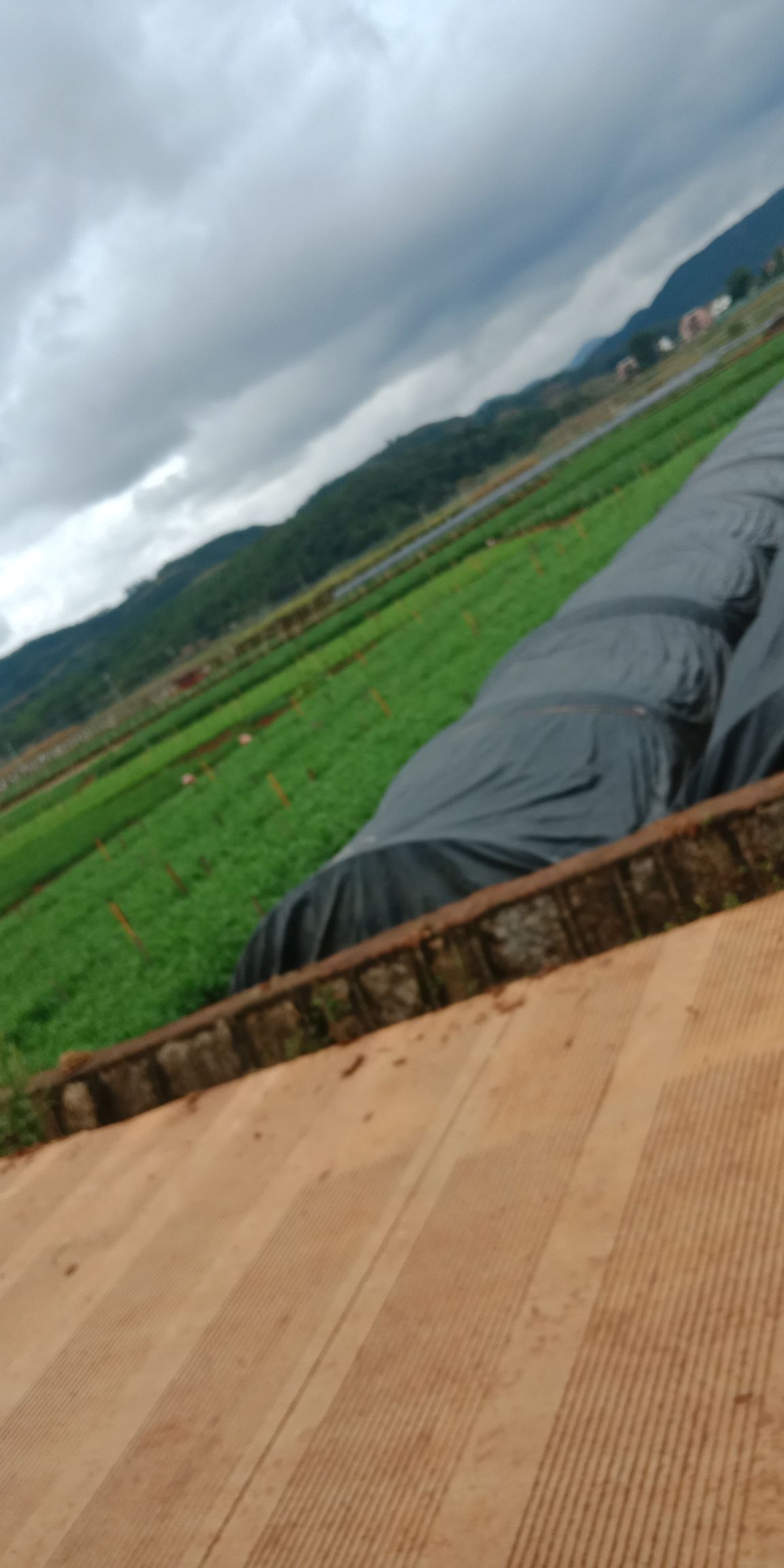  云南弥勒韭黄  产地直销