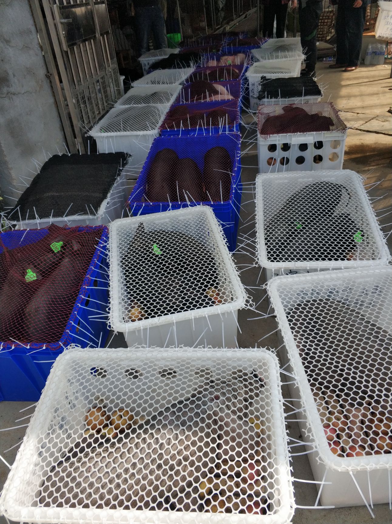 土黑猪151苏太母猪929O北京3OOO黑猪沂蒙黑猪莱芜黑猪