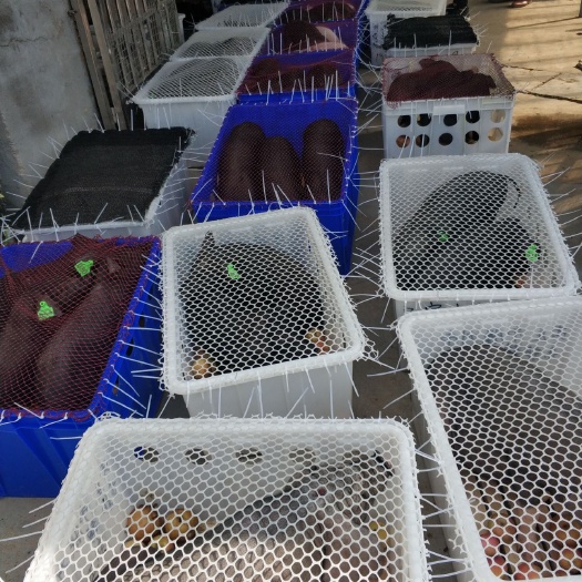 土黑猪151苏太母猪929O北京3OOO黑猪沂蒙黑猪莱芜黑猪