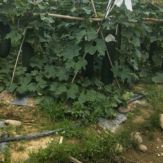 上林县黑皮冬瓜 30~40斤 吊冬瓜