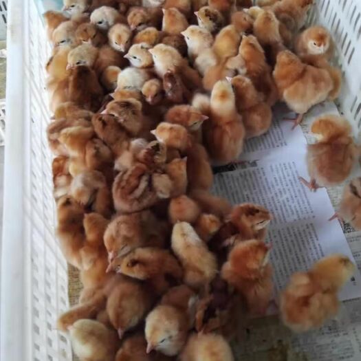 芦溪县 出售红玉脱温苗等各种鸡苗