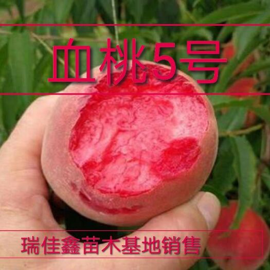 平邑县艳光桃树苗  血桃5号肉质细嫩皮红肉紫色，口感特别好，基地供应，各种桃树