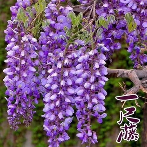 平邑县 紫藤花
