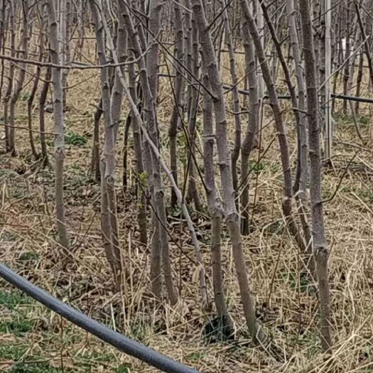 正宁县 甘肃红富士苹果树苗