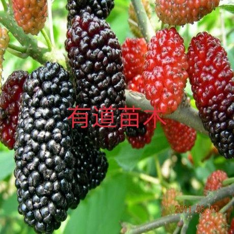 平邑县果桑苗 大粒果桑，当年结果，苗圃直供，保证品种和成活。