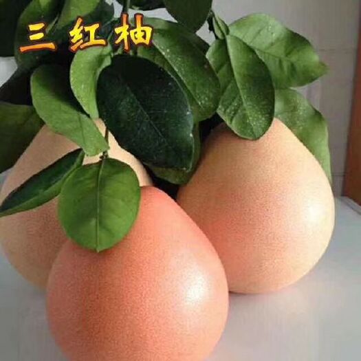 平和县平和县三红蜜柚苗，蜜柚苗，红心蜜柚苗，柚子苗