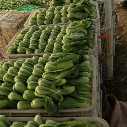 曹县小青菜 青菜