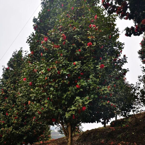 茶花树   四川高县茶花基地，直销，批发