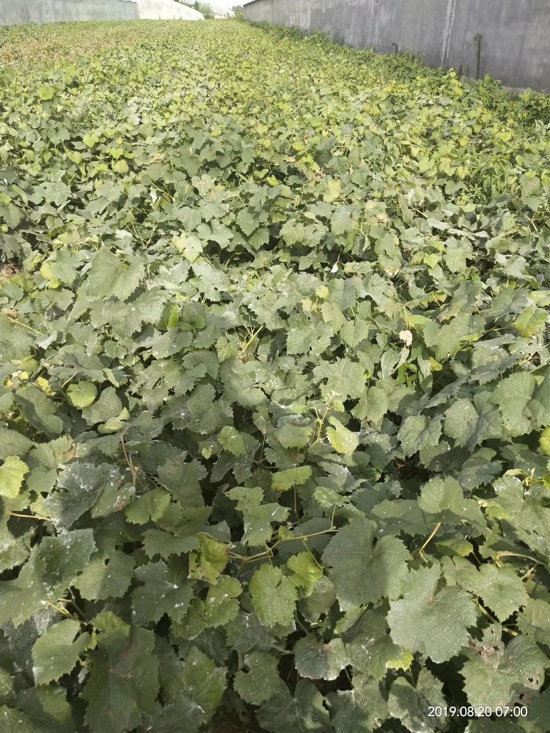 金手指葡萄苗 有濃郁的冰糖味和牛奶味 不裂果 果肉硬 耐貯運 第二年掛果