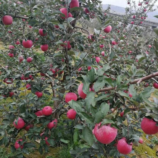 秦安县秦冠苹果 甘肃静宁秦冠