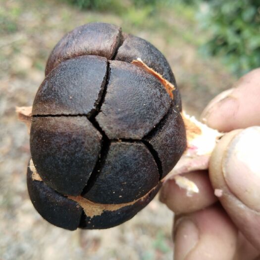 德化县压榨山茶油 农特产珍品大茶油，茶油，月子油