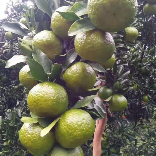 西林县 椪柑