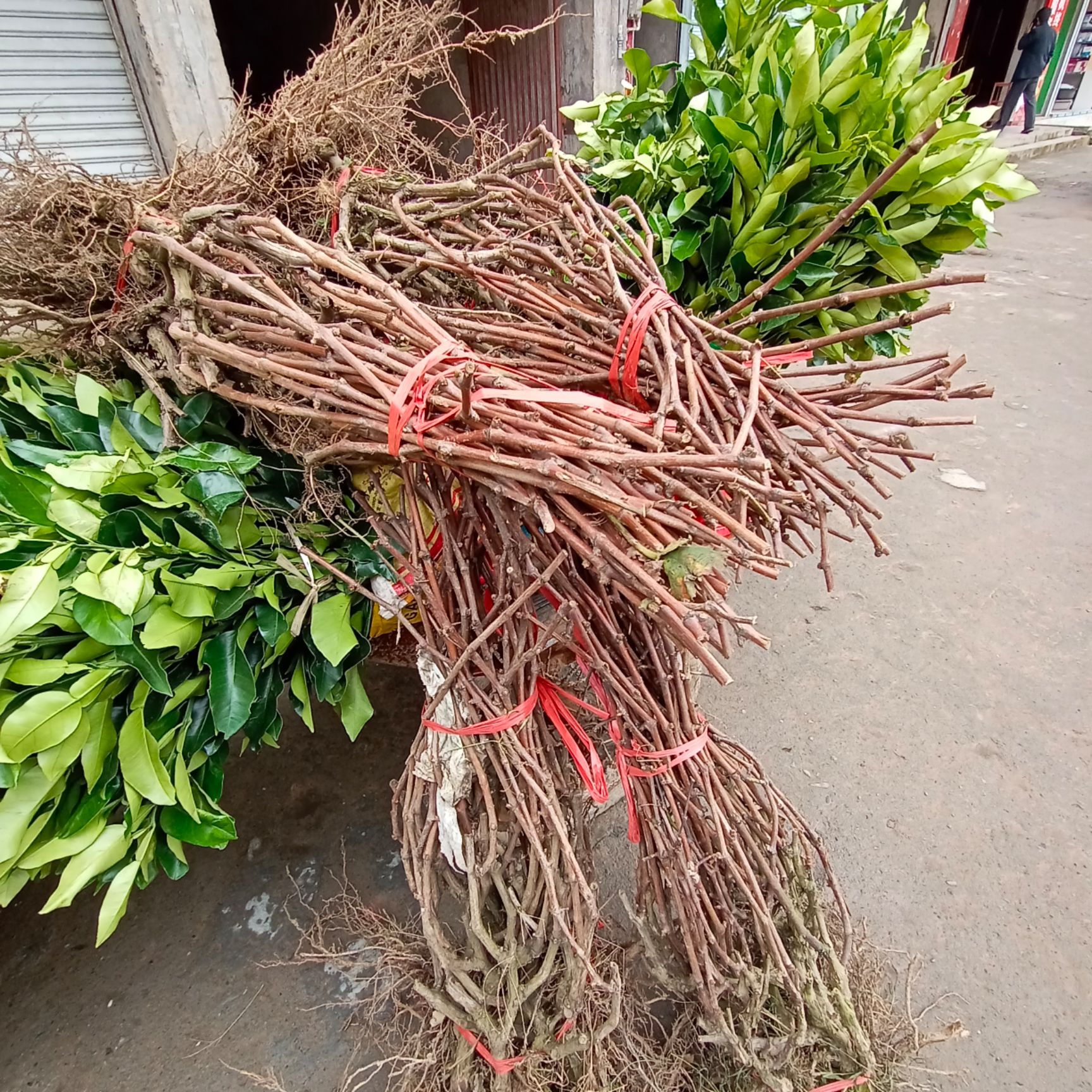 巨峰葡萄苗  巨峰提子玫瑰藍寶石葡萄苗優(yōu)質果樹苗當年結果