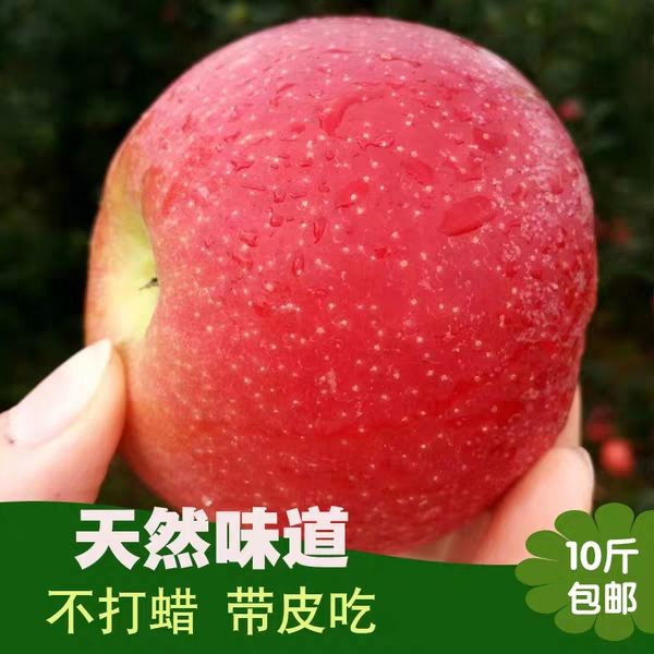  现摘2019年陕西红富士苹果10斤装一整箱农家脆甜包邮