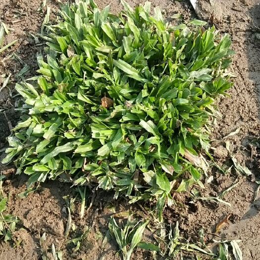 广州大叶油草  平价草坪