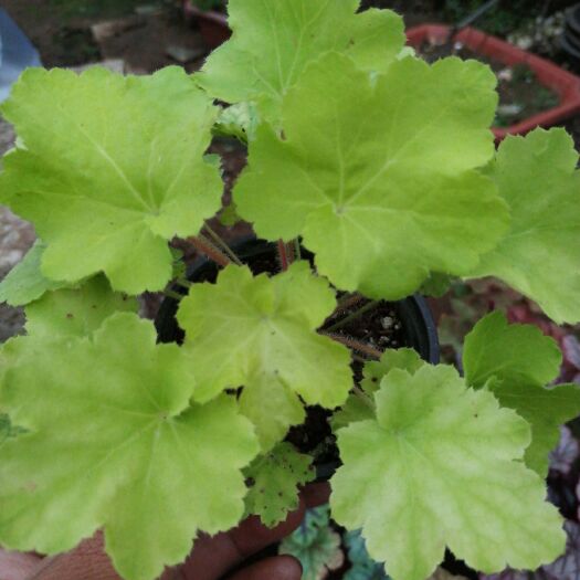 沭阳县矾根种苗 矾根植物，彩色观赏性植物。