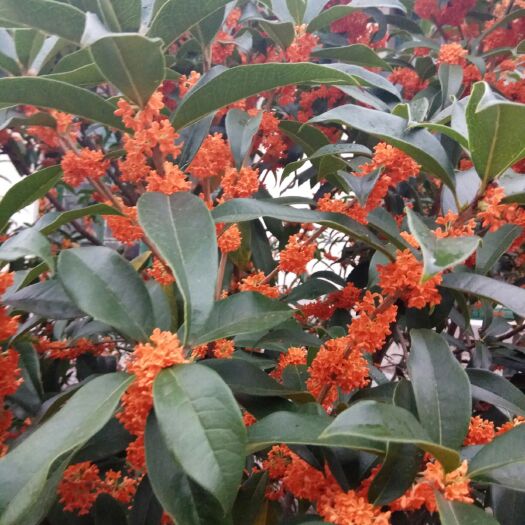 莱阳市 二十年左右的桂花树，价格可议