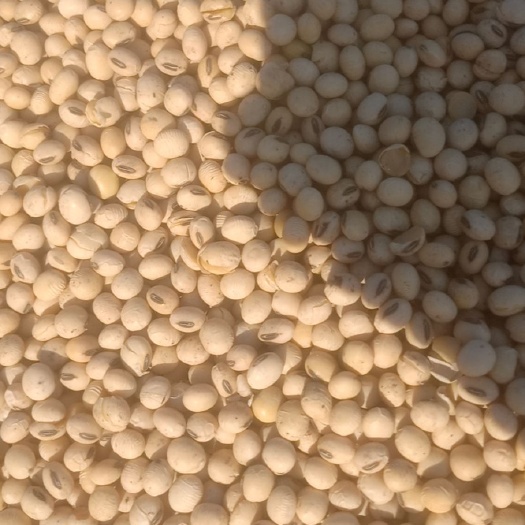 德州齐黄34黄豆 齐黄34大量现货