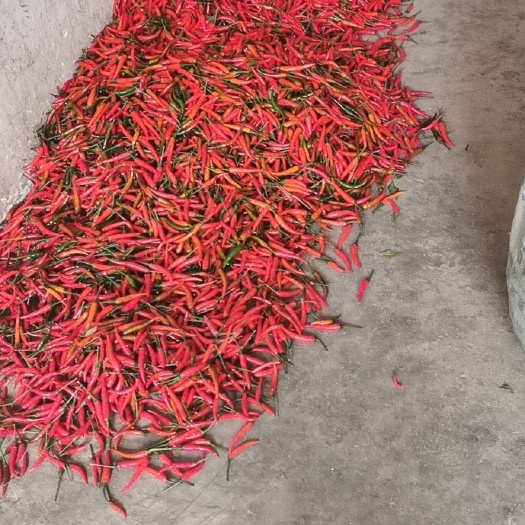 南宁朝天椒 红色小米椒