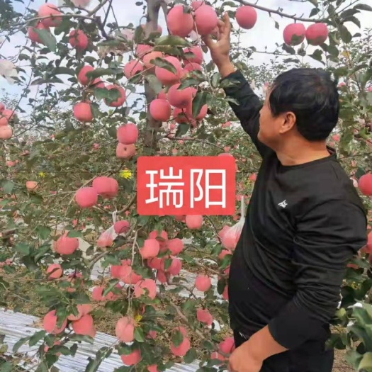 武功县魔笛苹果苗 一级苗