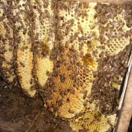 澄迈县土蜂蜜 塑料瓶装 2年以上 