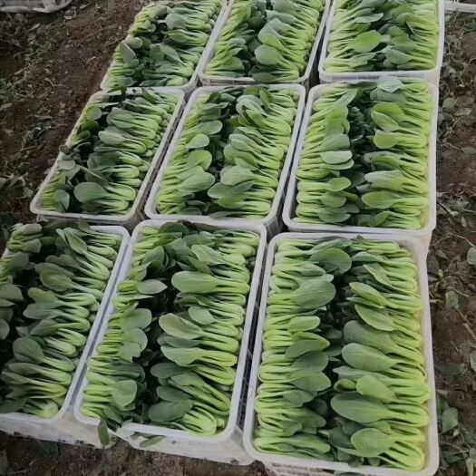 曹县上海青  欢迎新老客户采购，长期合作