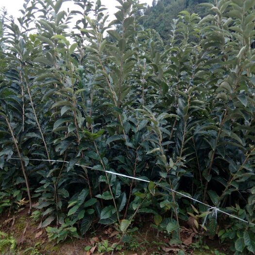 苍溪县大红袍板栗苗 嫁接苗 1~1.5米