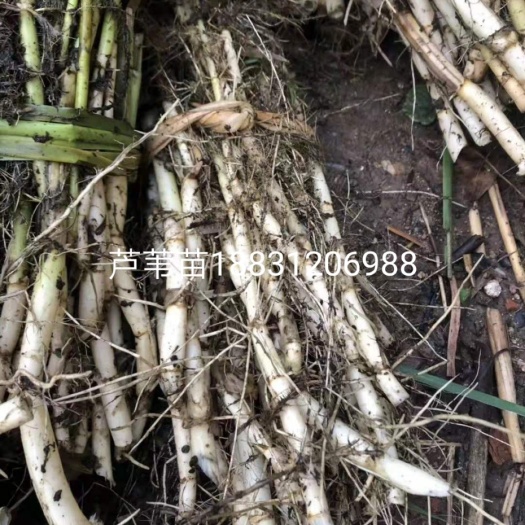 安新县 批发，栽种:芦苇，千屈菜，鸢尾，美人蕉等各种挺水，沉水植物