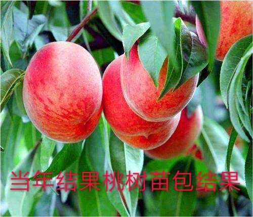平邑县映霜红桃苗 基地直销，现挖现卖，根系发达成活率高，死苗补发