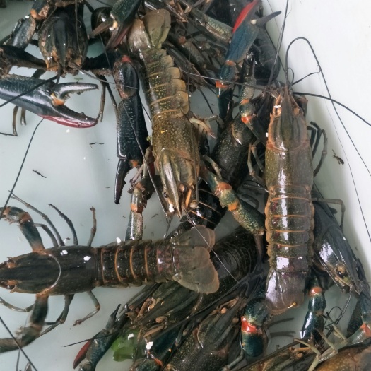 湛江澳洲龙虾 品质好，活鲜