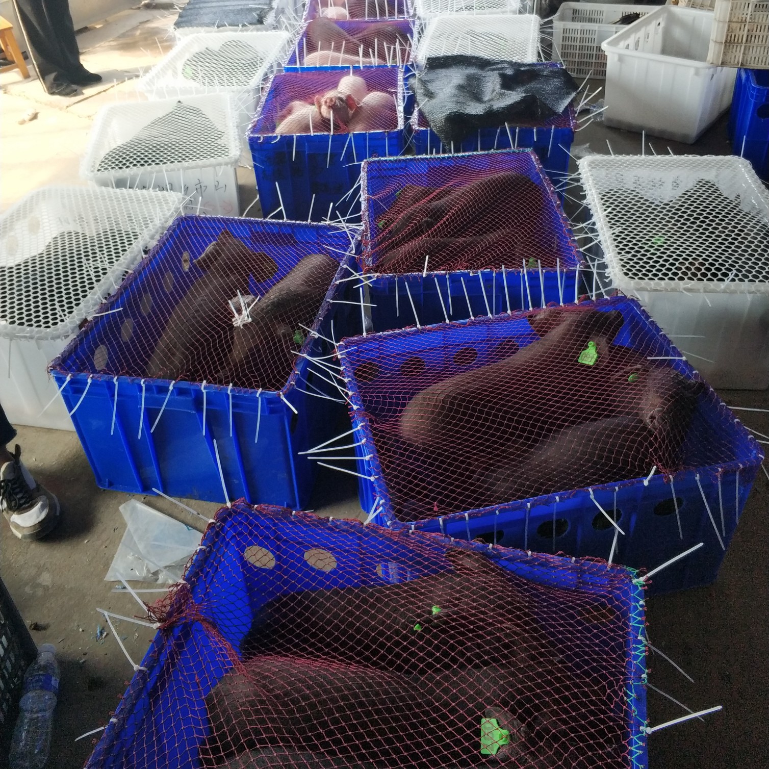 土黑猪151苏太母猪929O北京3OOO黑猪沂蒙黑猪莱芜黑猪