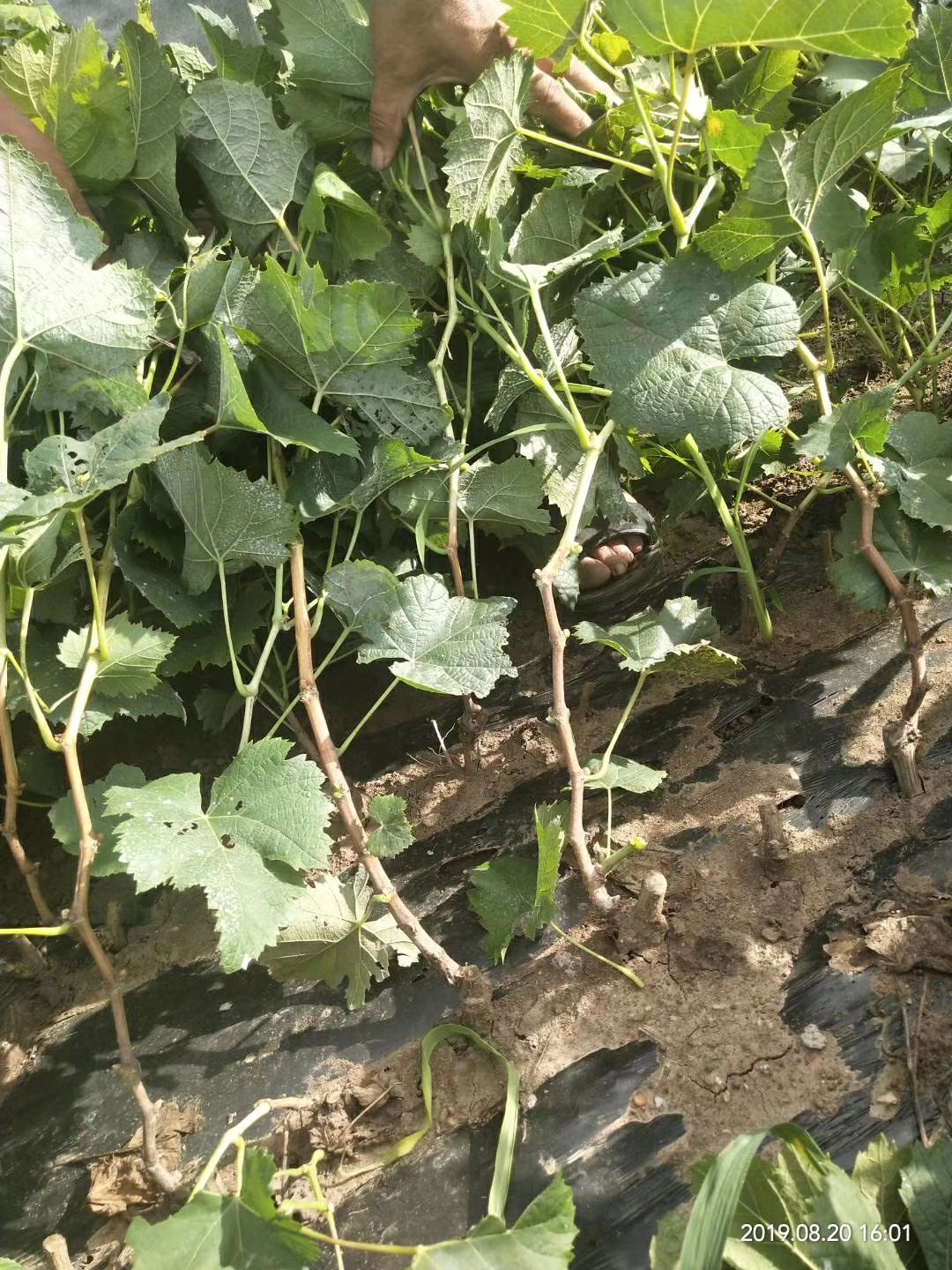 阳光玫瑰葡萄苗  丰产、稳产, 大粒, 抗病, 耐贮性好,