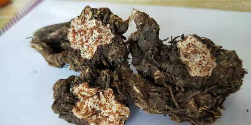 扎兰屯市 野生朱砂点苍术种子