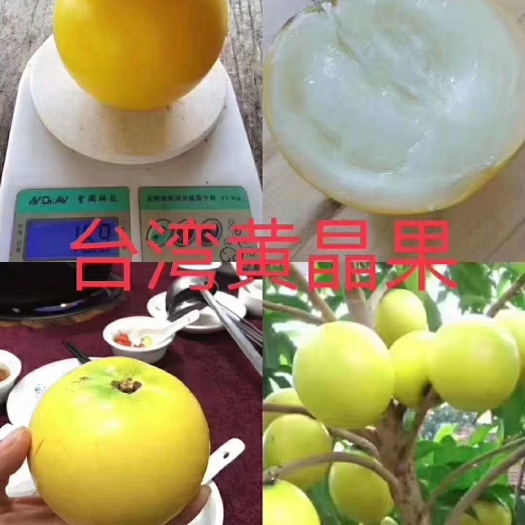 灵山县黄晶果苗 黄晶果